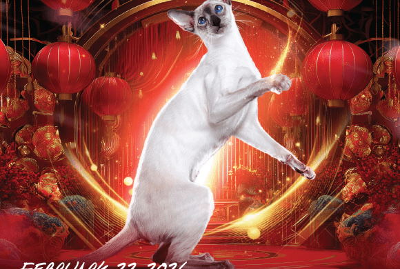 CHINESE NEW YEAR CAT PARTY 6