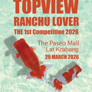 รวมตัวคนรักปลาในงาน TOPVIEW RANCHU LOVER – THE 1st COMPETITION 2026 รวมตัวคนรักปลาในงาน TOPVIEW RANCHU LOVER – THE 1st COMPETITION 2026