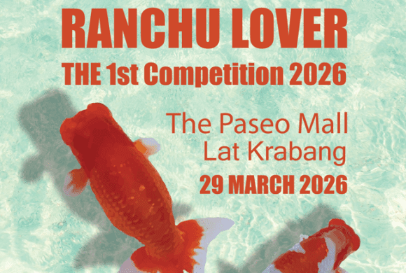 รวมตัวคนรักปลาในงาน TOPVIEW RANCHU LOVER – THE 1st COMPETITION 2026 รวมตัวคนรักปลาในงาน TOPVIEW RANCHU LOVER – THE 1st COMPETITION 2026